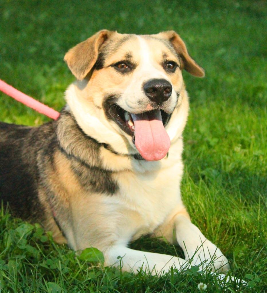 Wesson, a Adoptable mixed breed in Utica, MI image 4/5