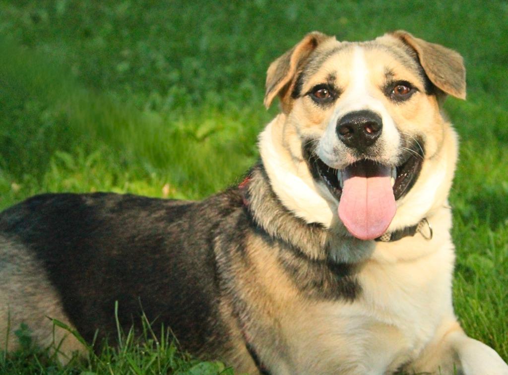 Wesson, a Adoptable mixed breed in Utica, MI image 5/5