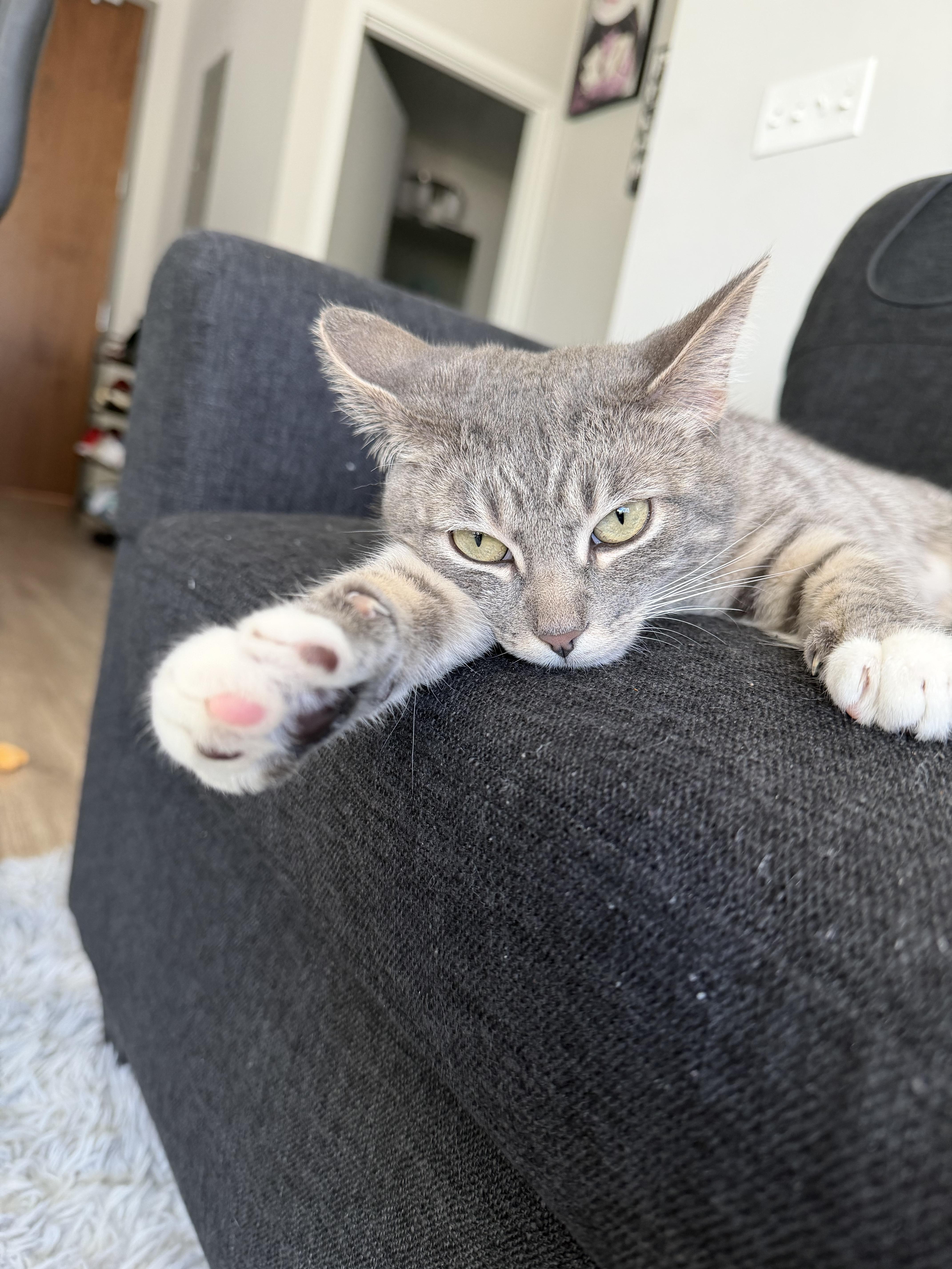 Willow, a ADOPTABLE Domestic Short Hair in Lakewood, CO image 5/6
