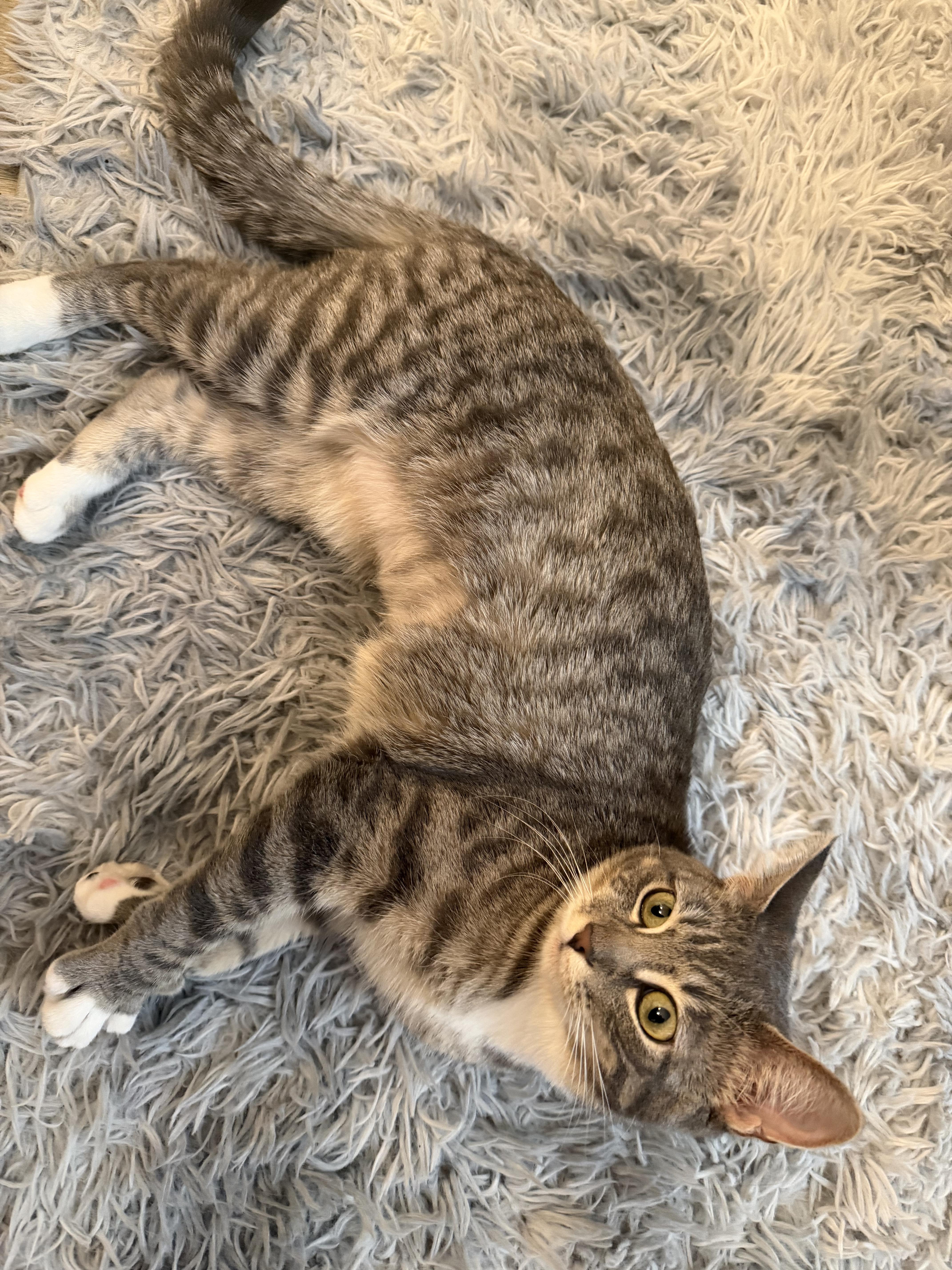 Willow, a ADOPTABLE Domestic Short Hair in Lakewood, CO image 6/6