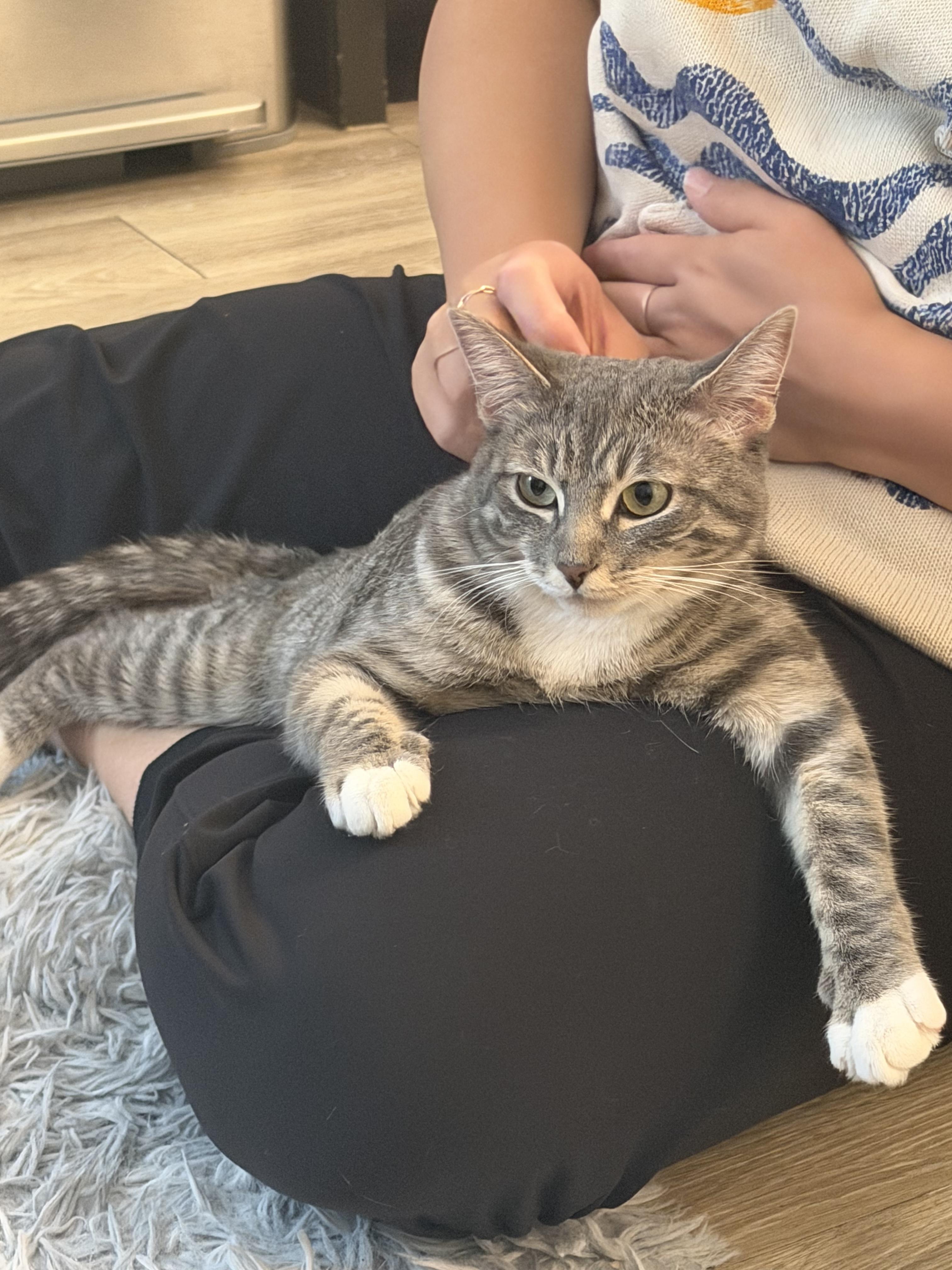 Willow, a ADOPTABLE Domestic Short Hair in Lakewood, CO image 4/6