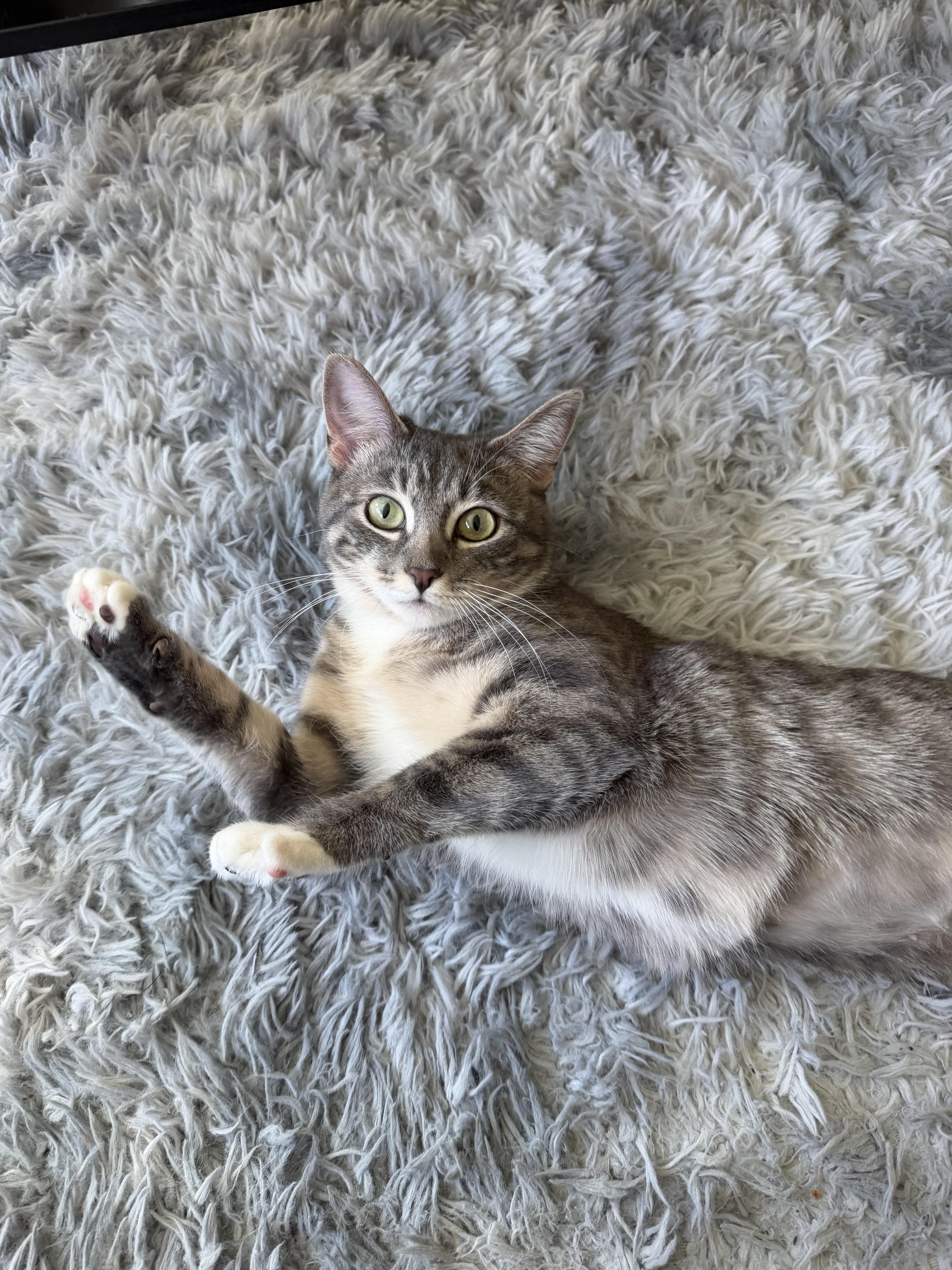 Willow, a ADOPTABLE Domestic Short Hair in Lakewood, CO image 2/6