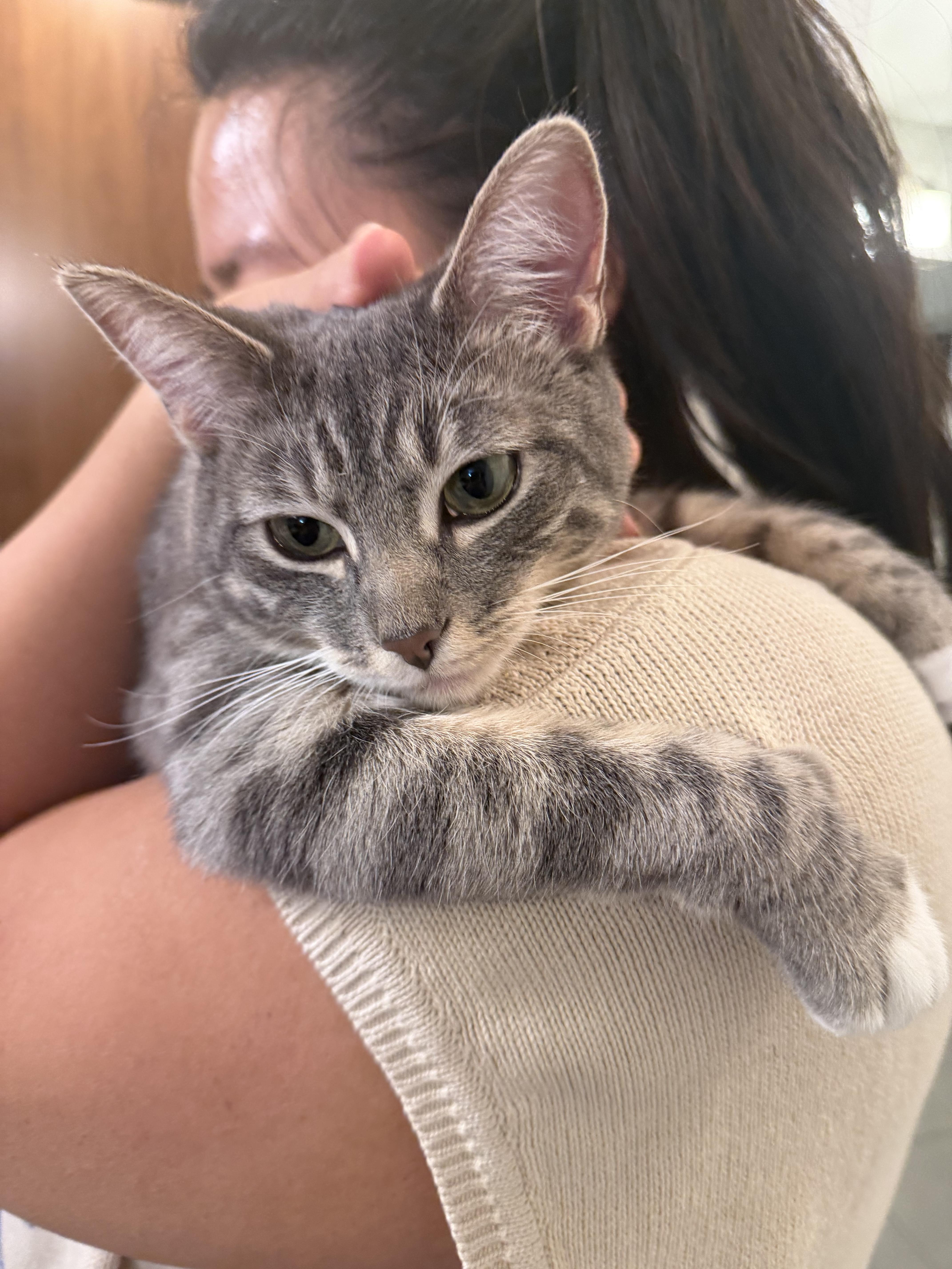 Willow, a ADOPTABLE Domestic Short Hair in Lakewood, CO image 1/6