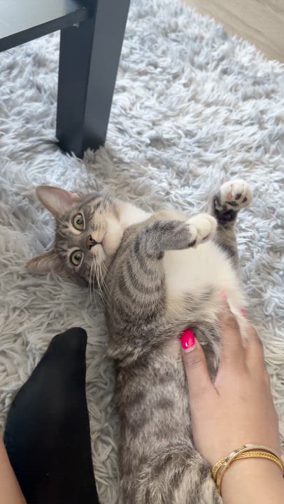 Enlarge Willow, a ADOPTABLE Domestic Short Hair in Lakewood, CO video 3/6