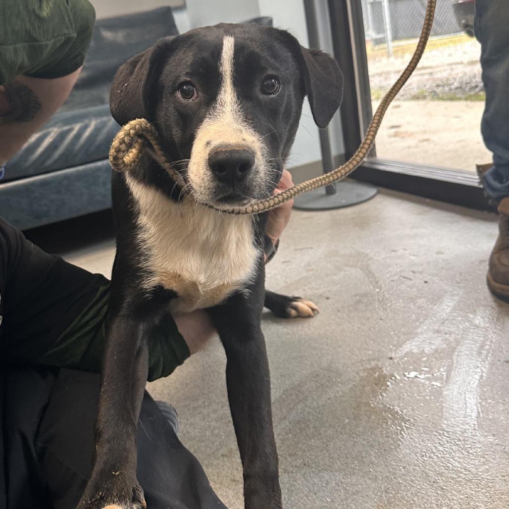 Growly, Adoptable, Young Female Mixed Breed.