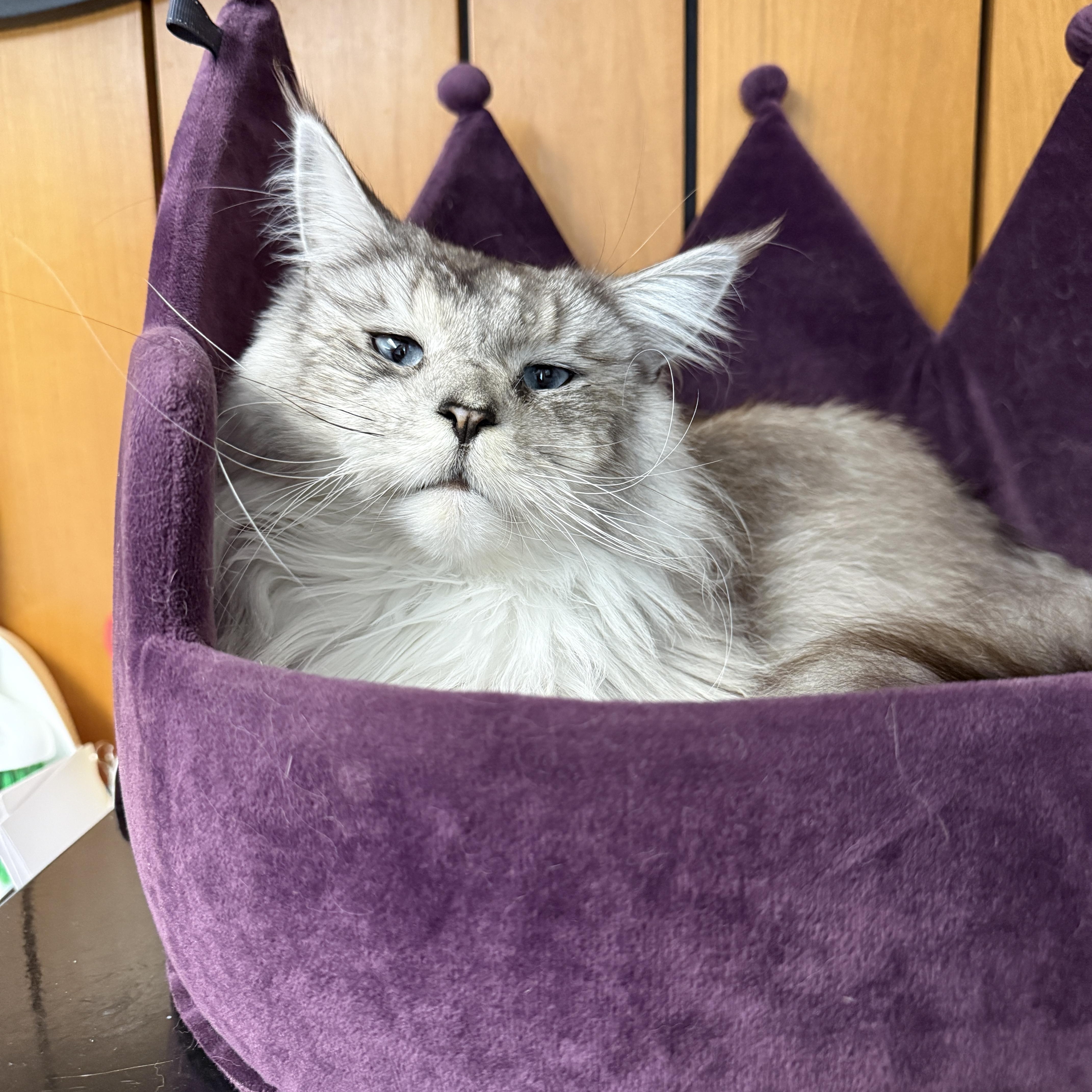 Sylvia, an adopted Maine Coon in Des Moines, IA image 3/4