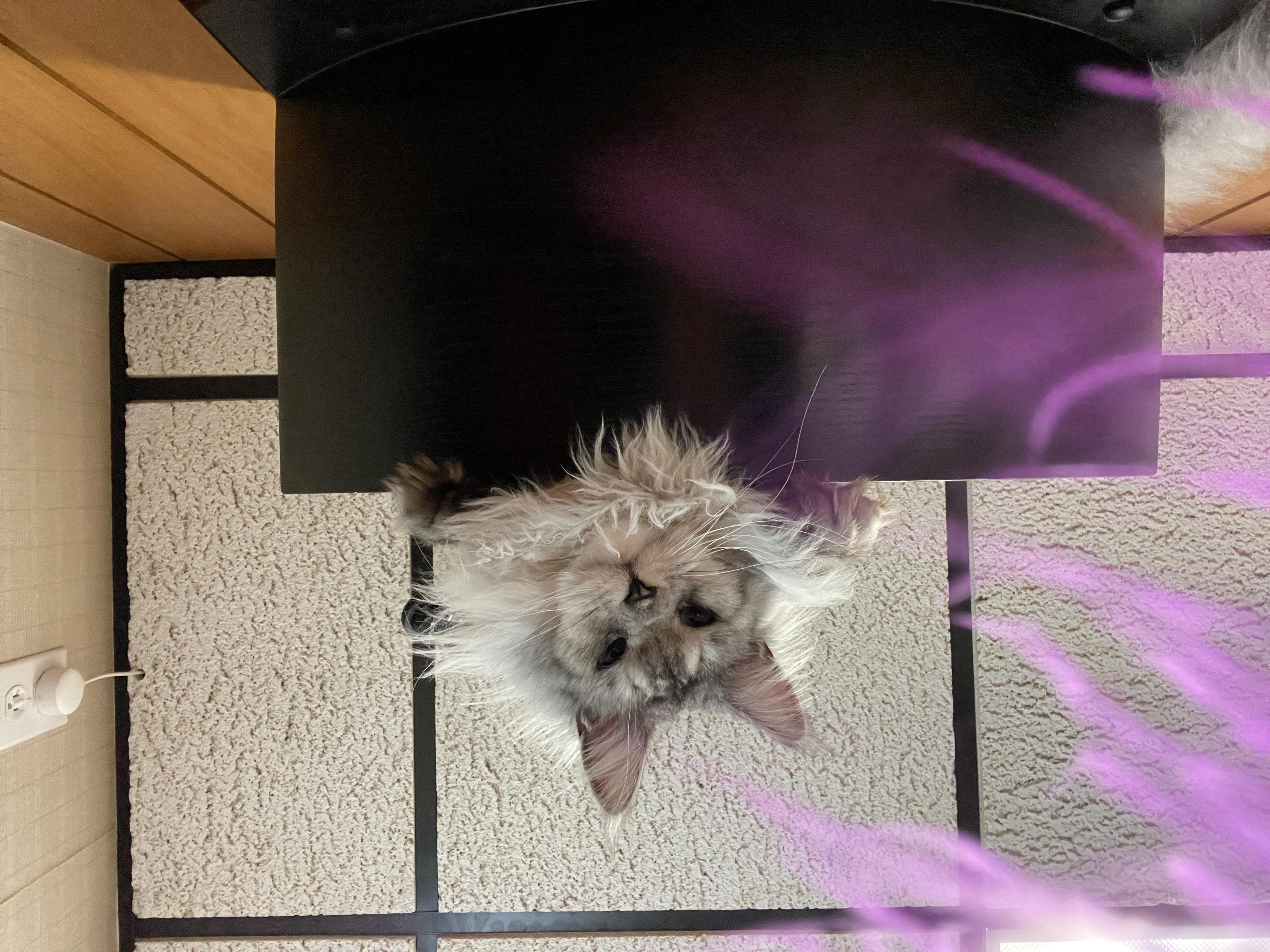 Sylvia, an adopted Maine Coon in Des Moines, IA image 4/4