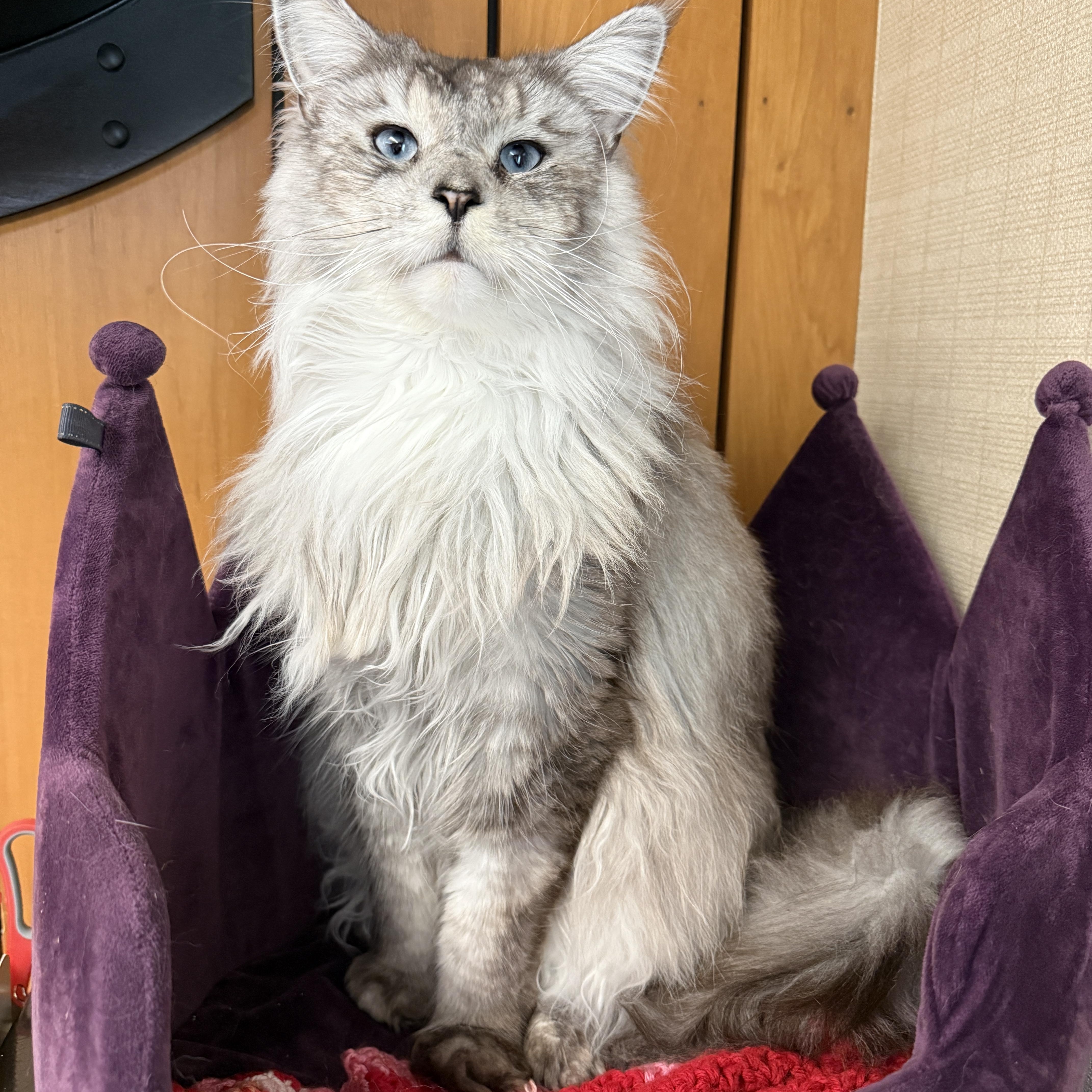 Sylvia, an adopted Maine Coon in Des Moines, IA image 2/4