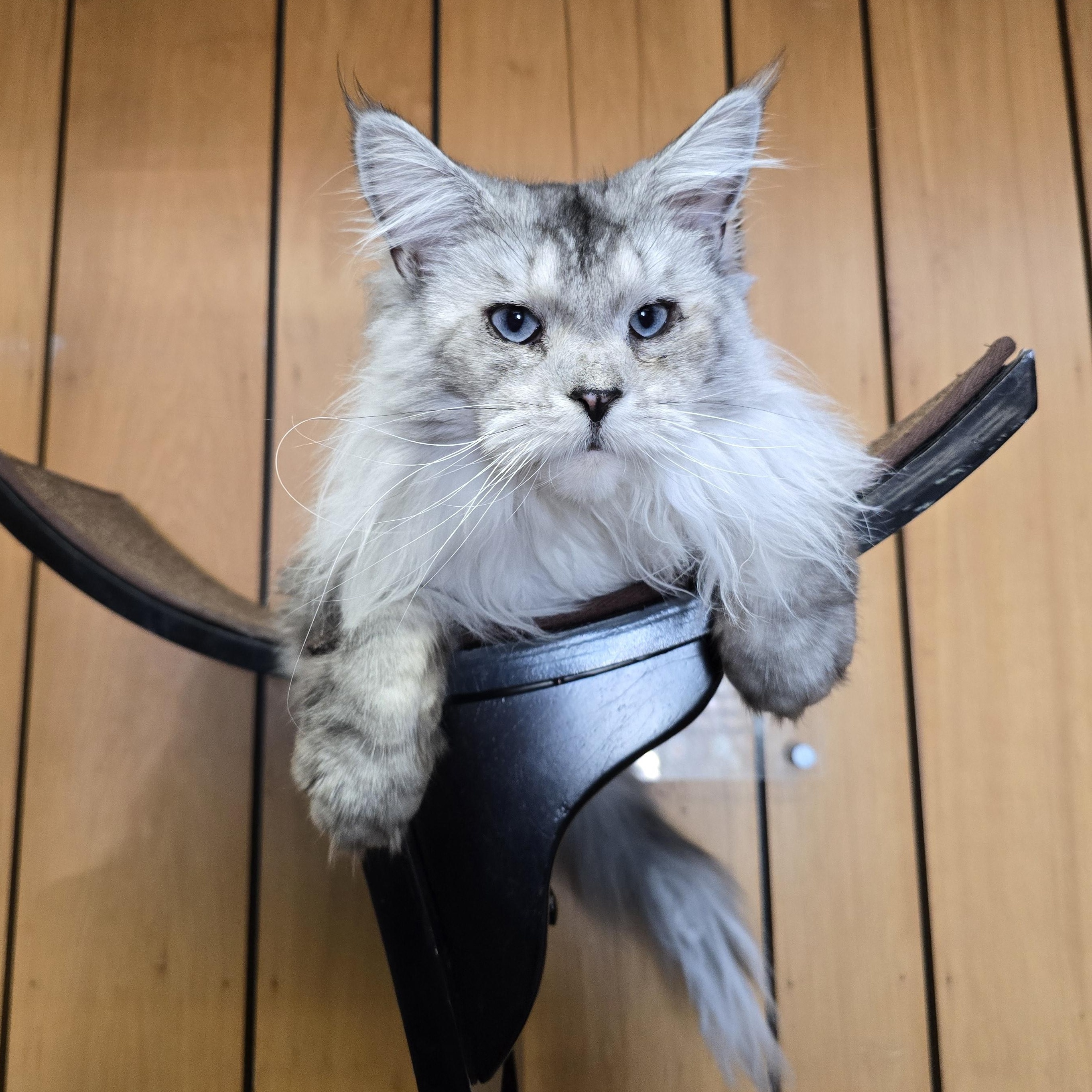 Sylvia, an adopted Maine Coon in Des Moines, IA image 1/4