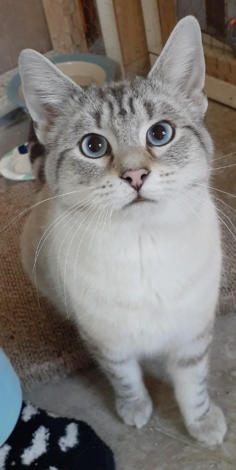 Enlarge Durango, an adopted Siamese in Richmond, VA image 1/1