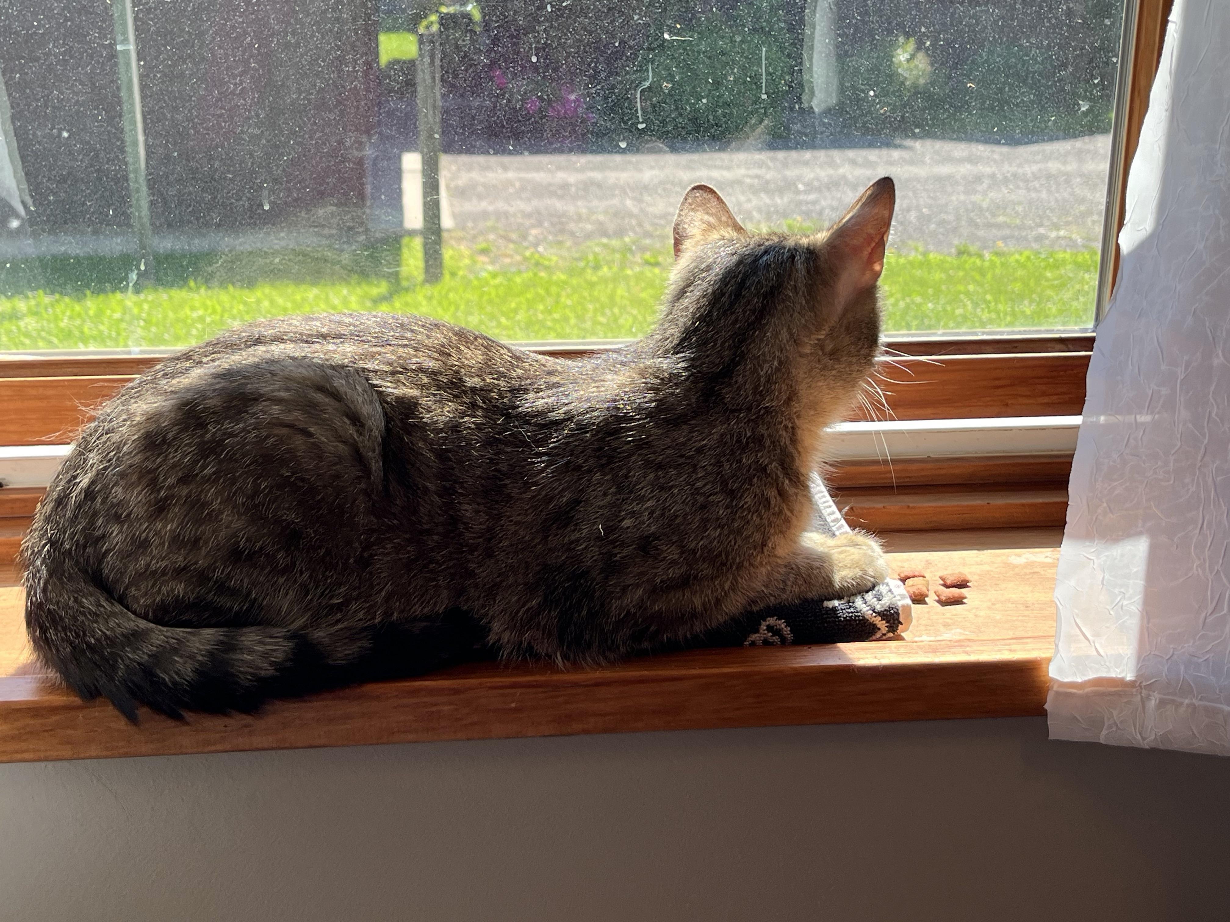 Enlarge Clover, a Adopted Domestic Short Hair in Brighton, MI image 1/5