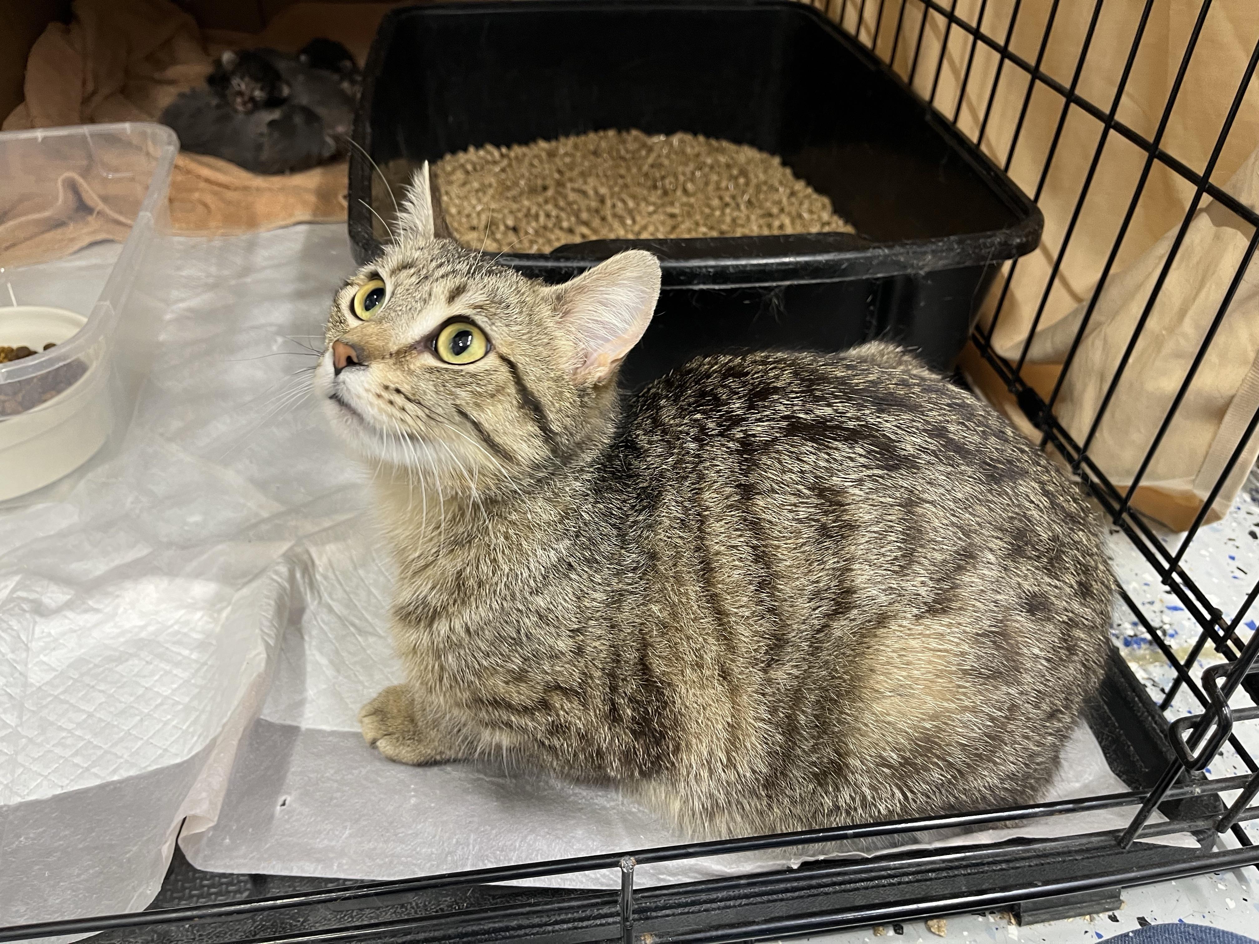 Enlarge Clover, a Adopted Domestic Short Hair in Brighton, MI image 2/5