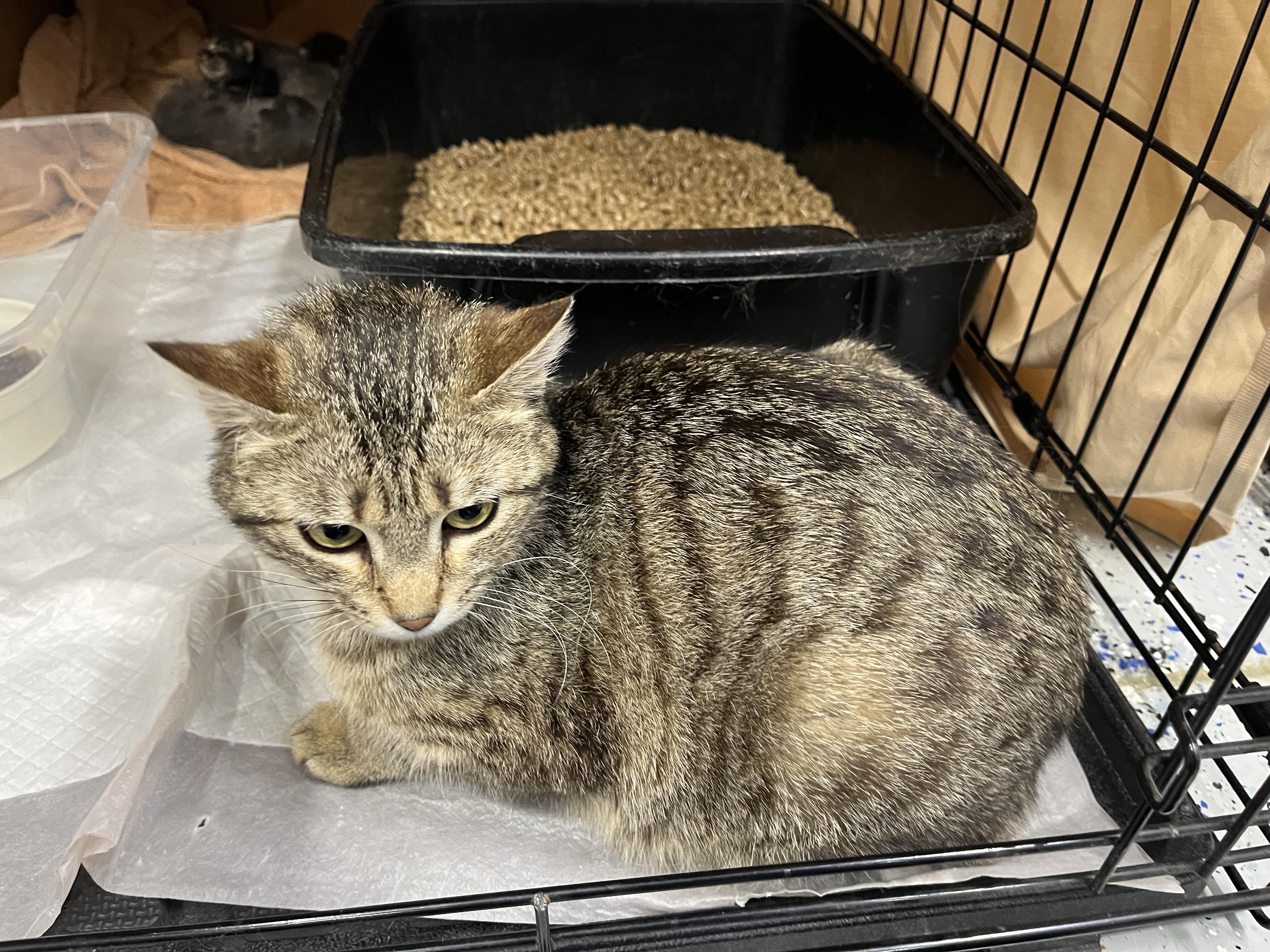 Clover, Adopted, Adult Female Domestic Short Hair.