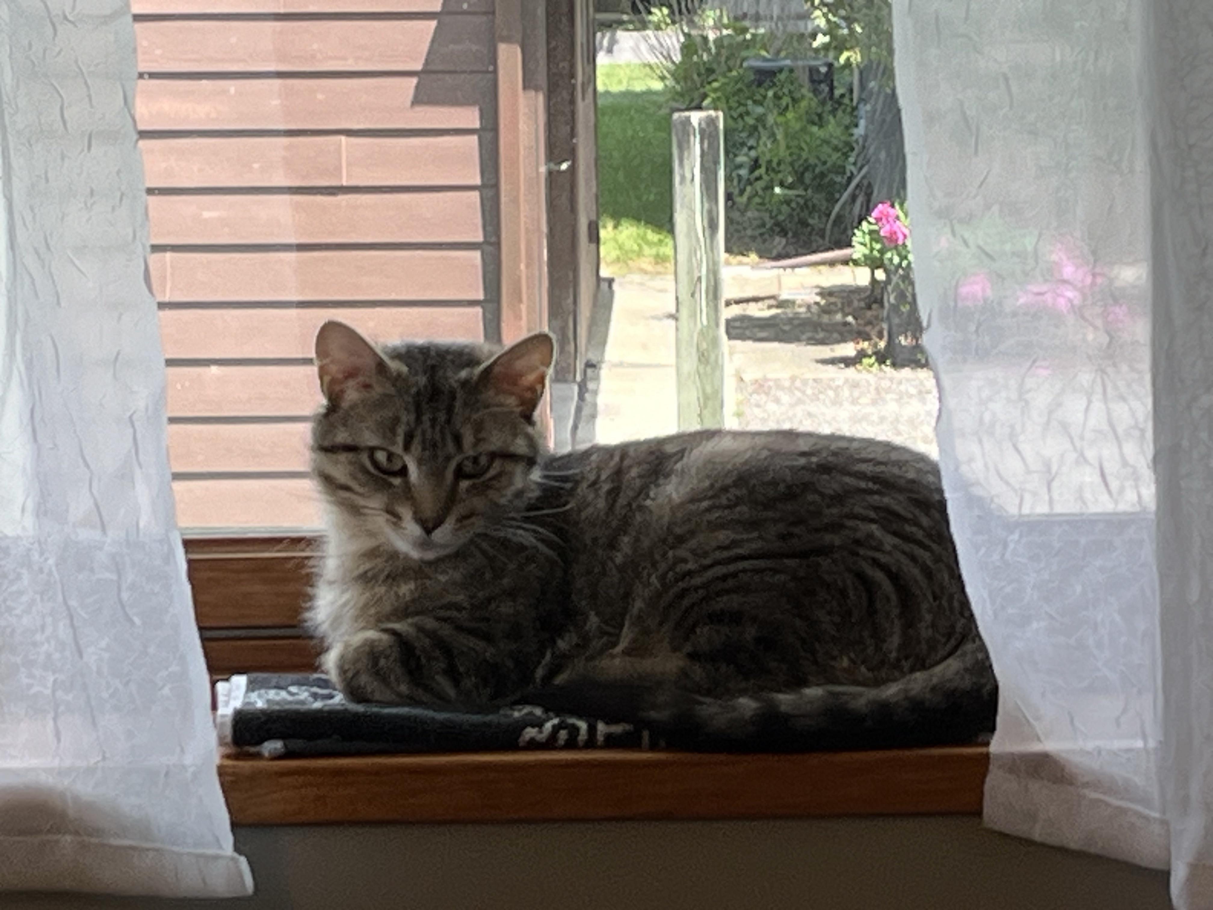 Enlarge Clover, a Adopted Domestic Short Hair in Brighton, MI image 4/5