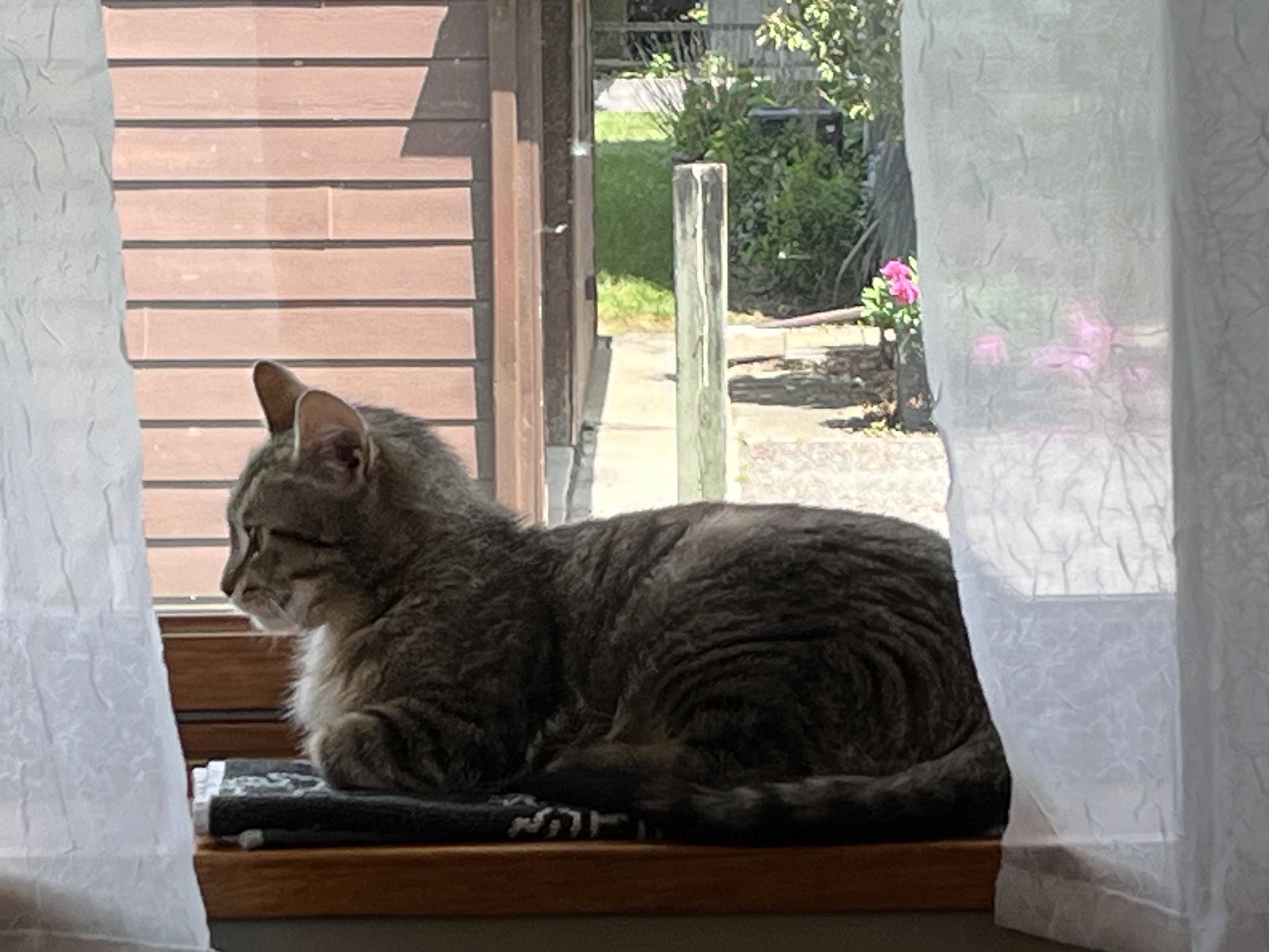 Enlarge Clover, a Adopted Domestic Short Hair in Brighton, MI image 5/5