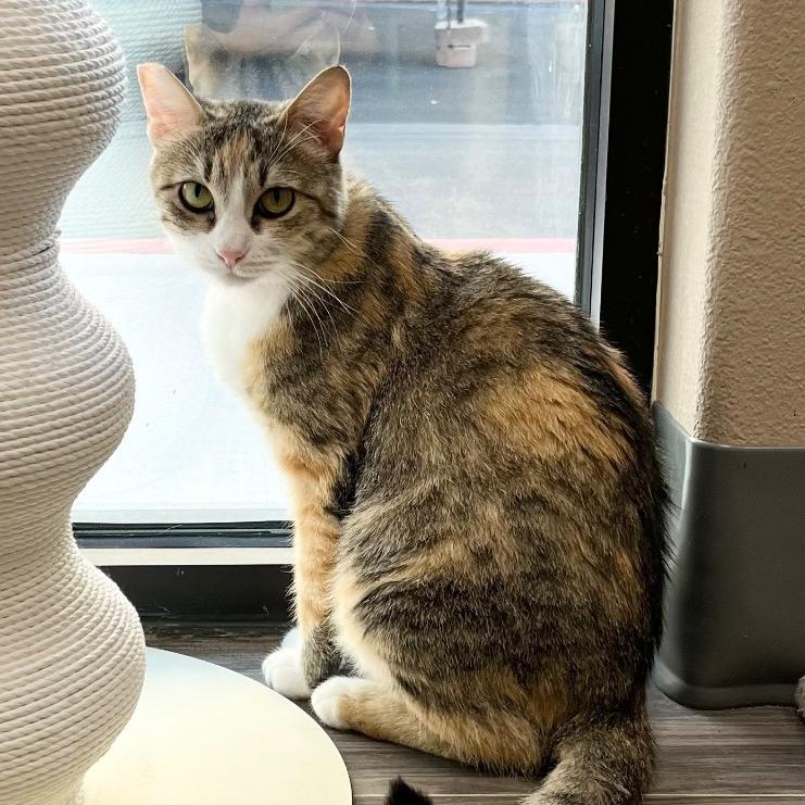 Enlarge Posie, a Adoptable Domestic Short Hair in Las Vegas, NV image 1/1