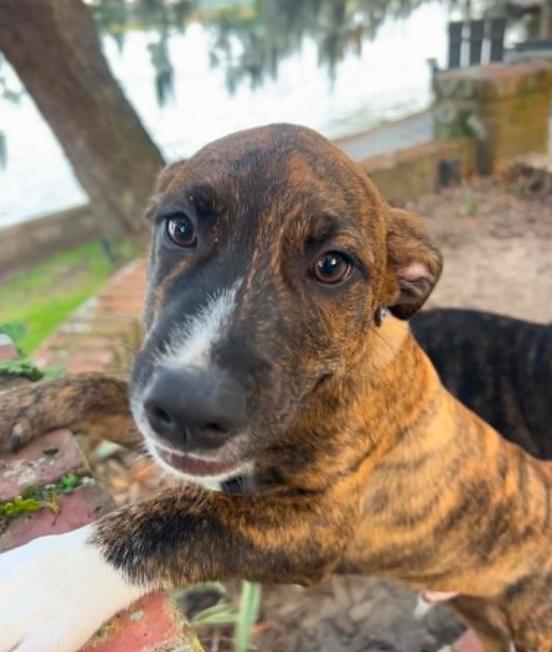 Leo, ADOPTABLE, Puppy Male Mixed Breed.