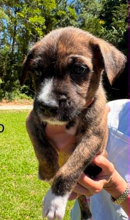 Leo, ADOPTABLE, Puppy Male Mixed Breed.