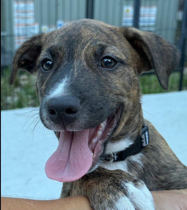 Leo, ADOPTABLE, Puppy Male Mixed Breed.