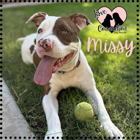 Missy, ADOPTABLE, Puppy Female Pit Bull Terrier.
