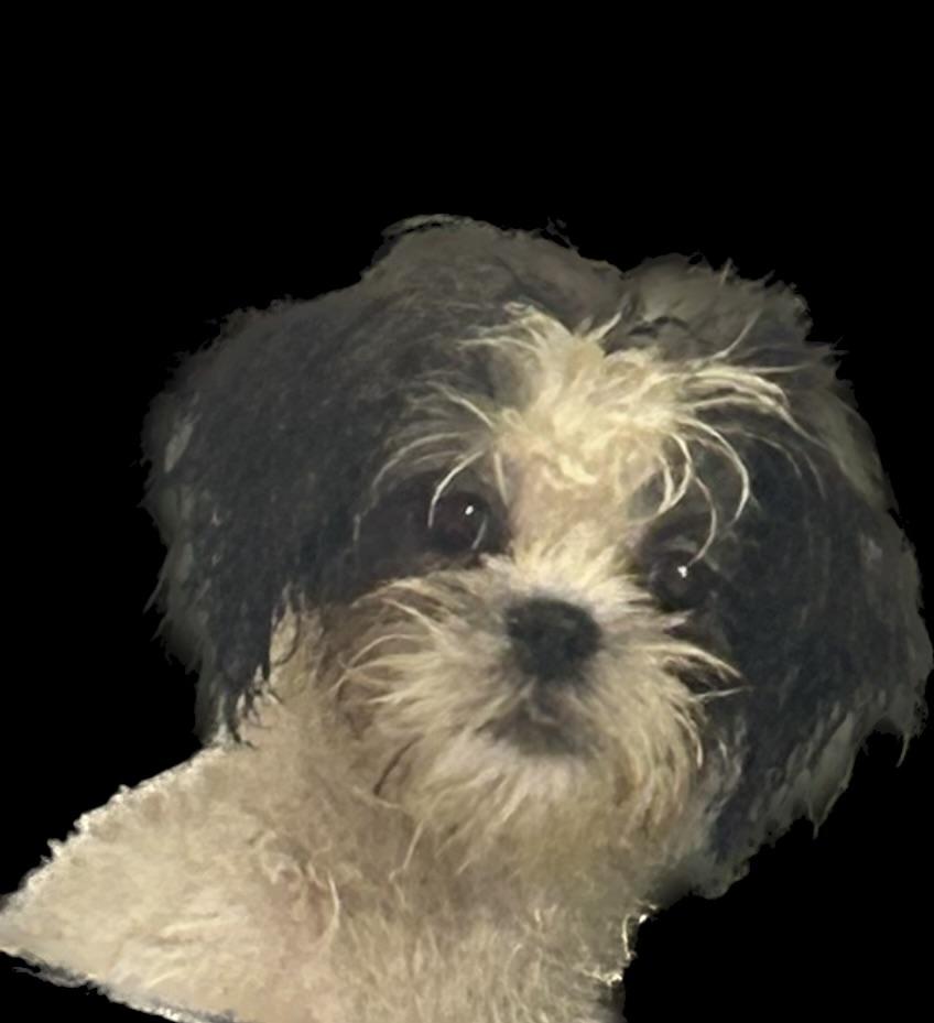 Mitzi, Adopted, Young Female Shih Tzu & Poodle (Toy).