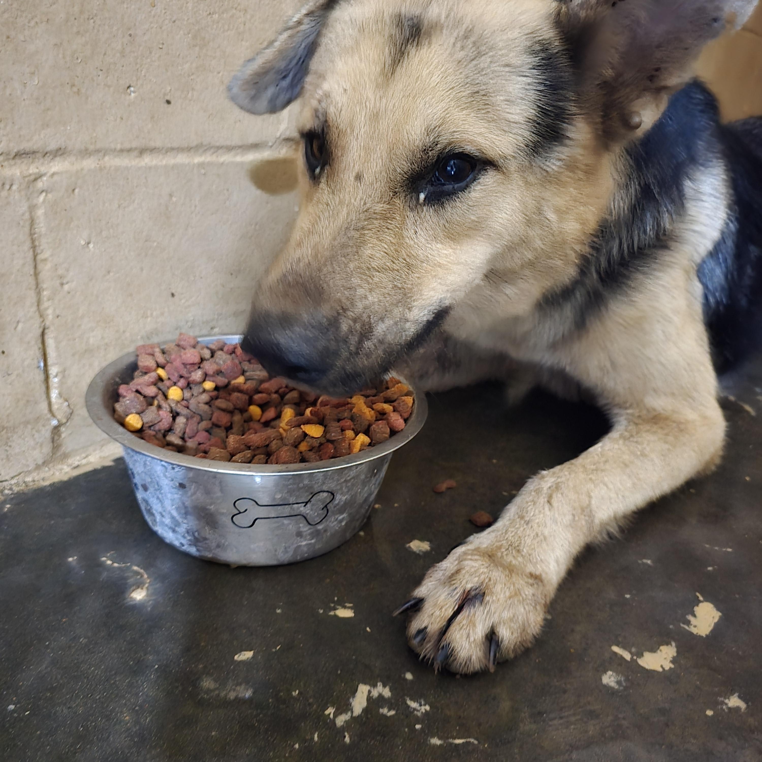 Enlarge Riley, an adoptable Mixed Breed in McCrory, AR image 2/3