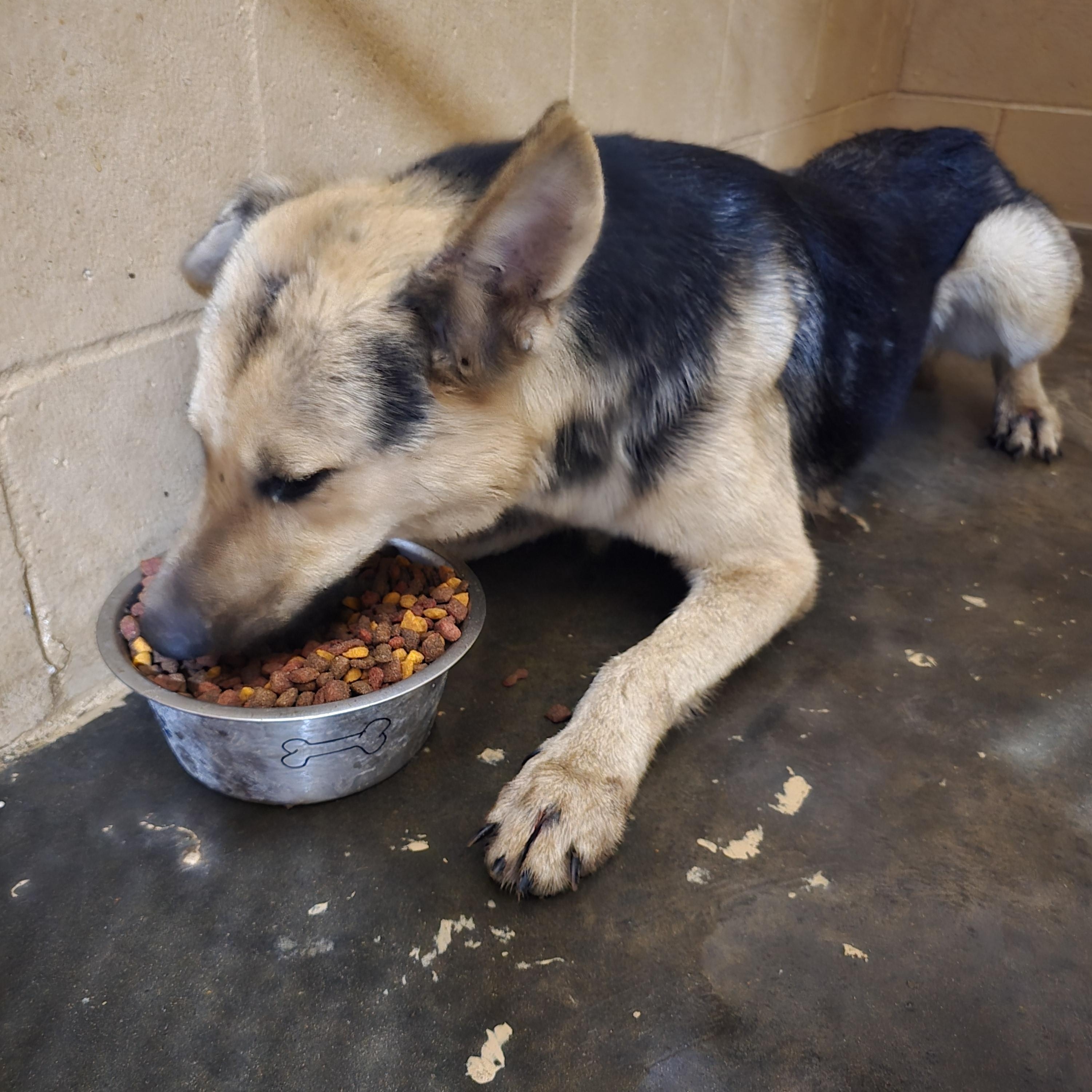 Enlarge Riley, an adoptable Mixed Breed in McCrory, AR image 3/3