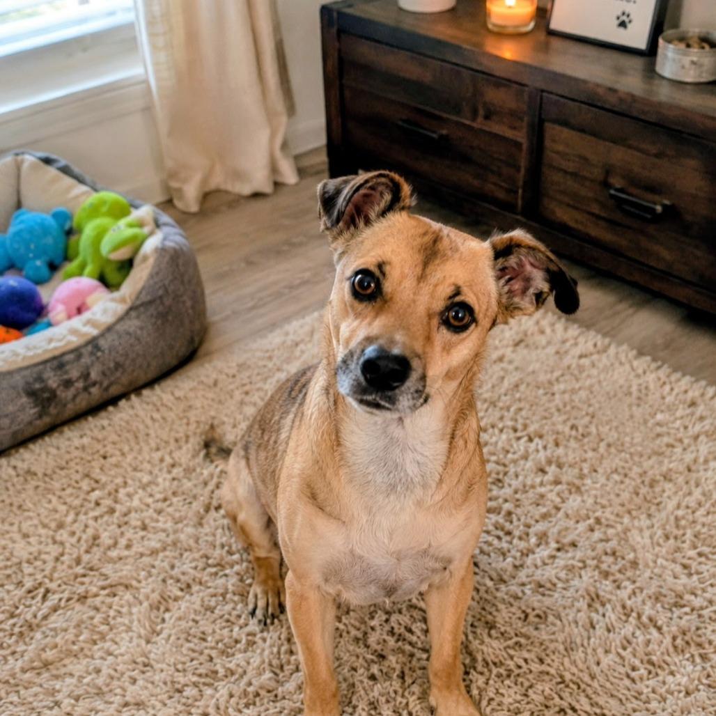 Enlarge Hope, a Adoptable mixed breed in North Las Vegas, NV image 1/3