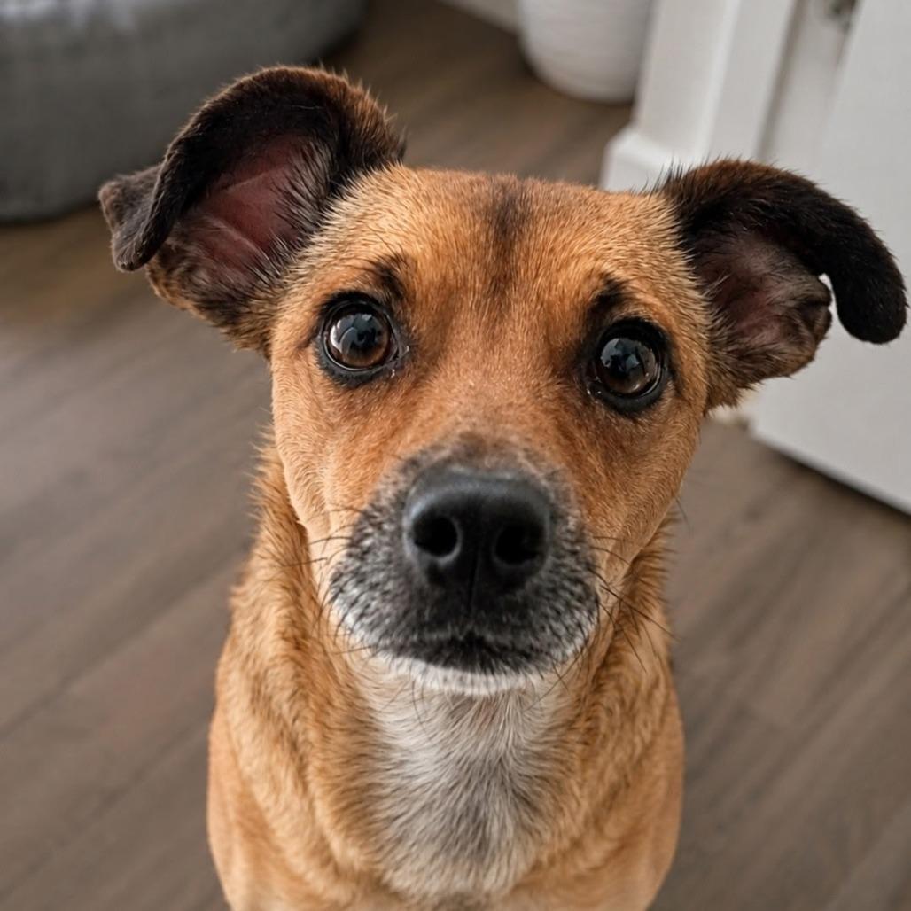 Enlarge Hope, a Adoptable mixed breed in North Las Vegas, NV image 3/3