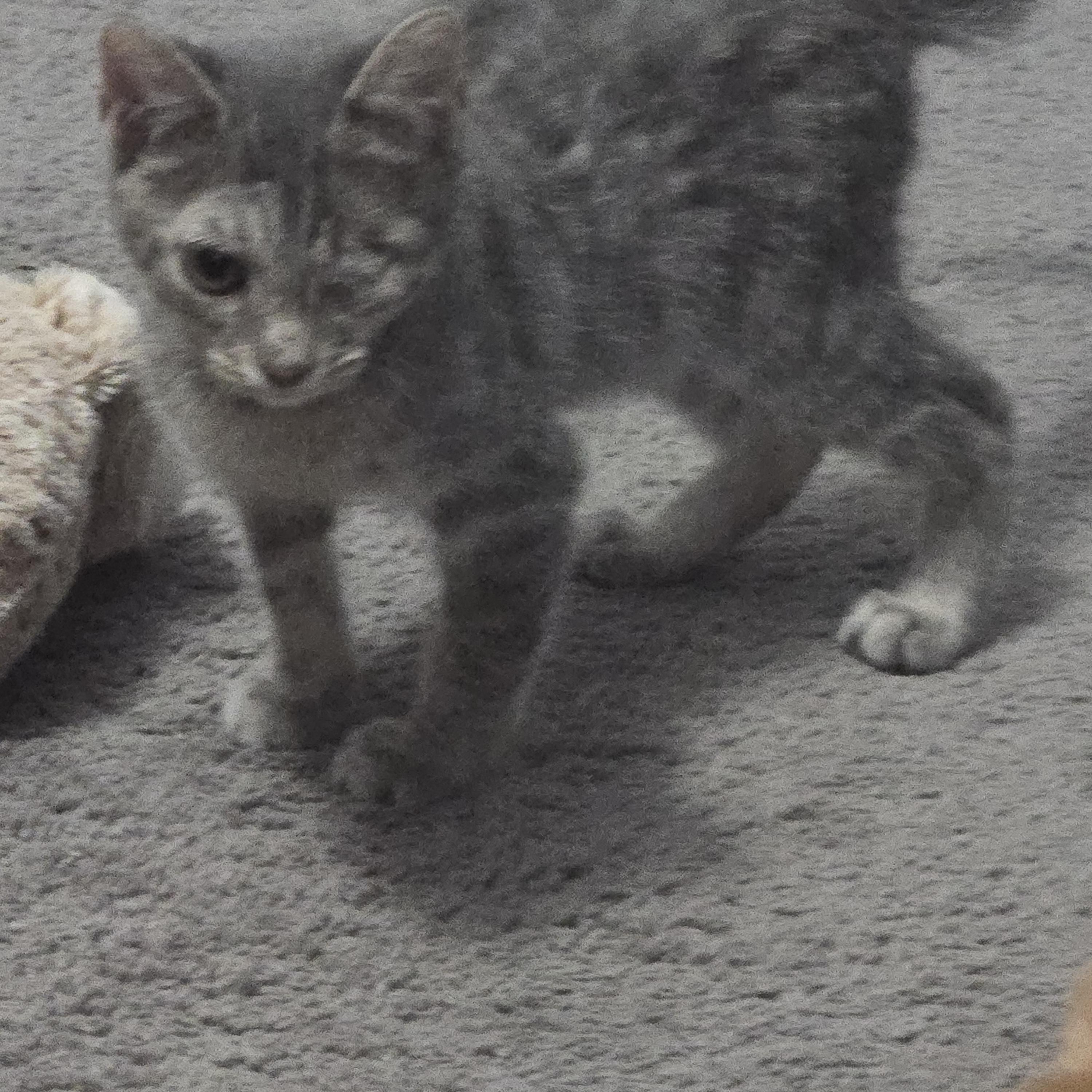 Enlarge Mike Wozowski, an adoptable Domestic Short Hair in Allen, TX image 4/4