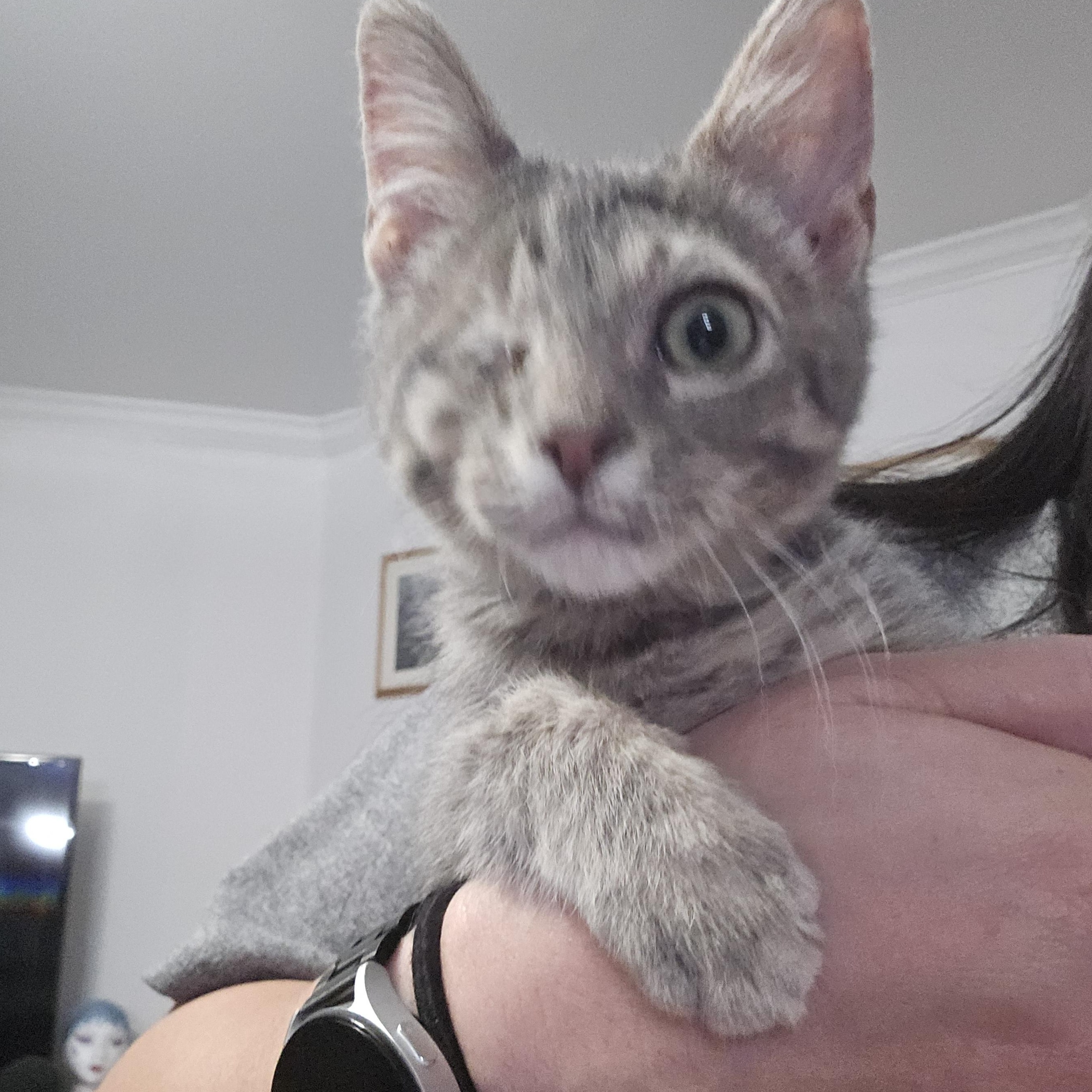 Enlarge Mike Wozowski, an adoptable Domestic Short Hair in Allen, TX image 2/4