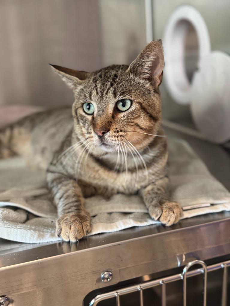 Jimmy, Adoptable, Adult Male Domestic Short Hair.