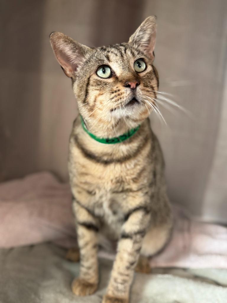 Jimmy, a Adoptable mixed breed in San Pedro, CA image 2/4