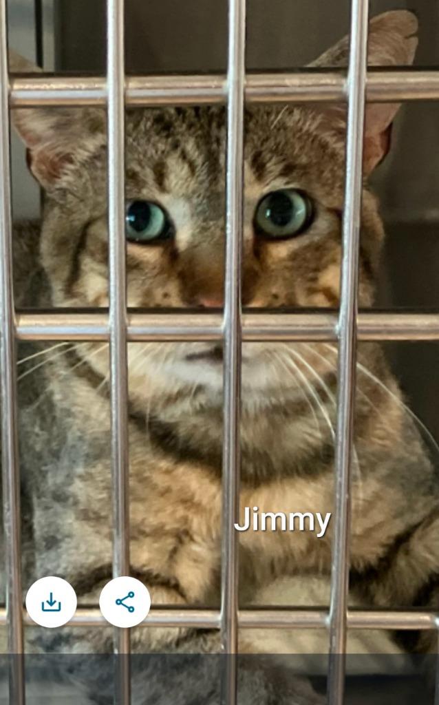 Jimmy, a Adoptable mixed breed in San Pedro, CA image 3/4