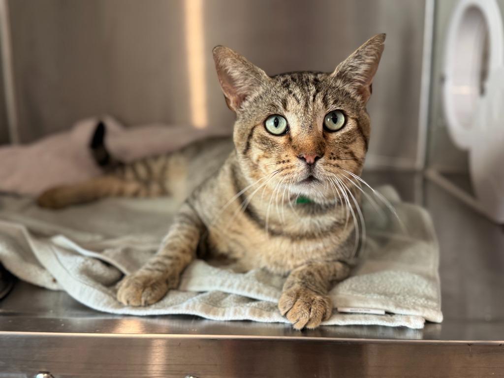 Jimmy, a Adoptable mixed breed in San Pedro, CA image 4/4