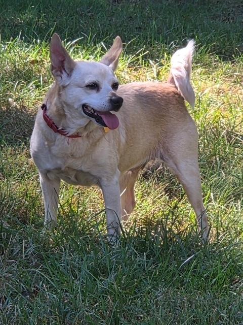 Sienna, Adoptable, Adult Female Chihuahua.