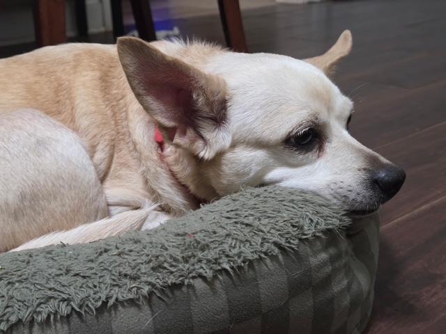 Enlarge Sienna, a Adoptable Chihuahua in Mocksville, NC image 2/2