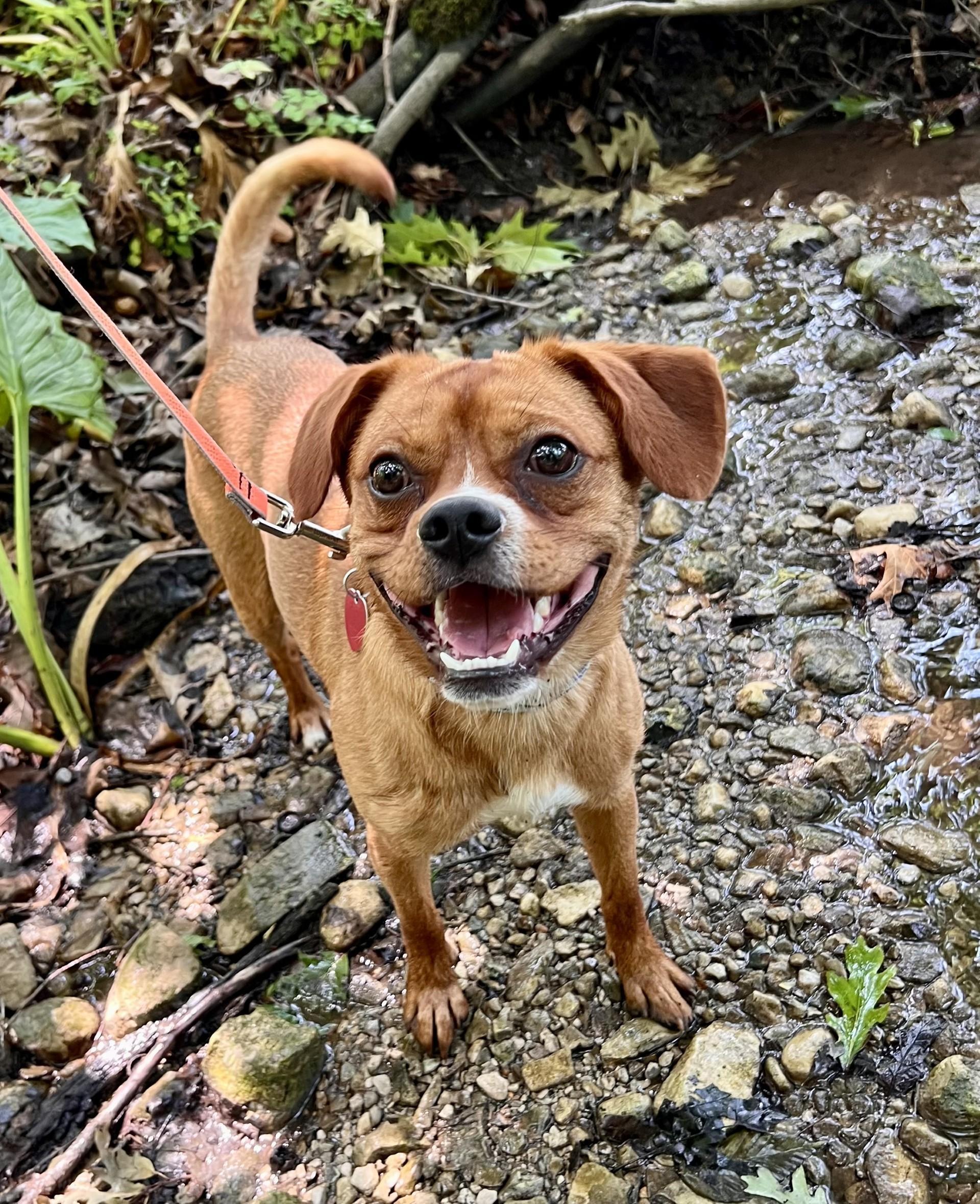 Meeko, ADOPTABLE, Young Male Pug & Labrador Retriever.