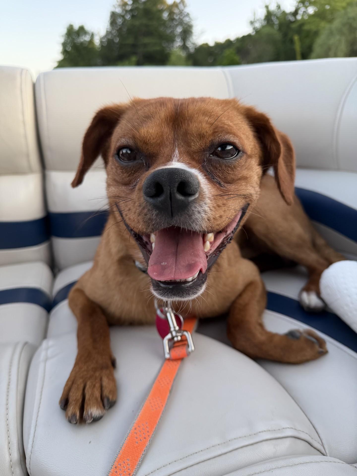 Enlarge Meeko, a ADOPTABLE mixed breed in Grand Rapids, MI image 2/2
