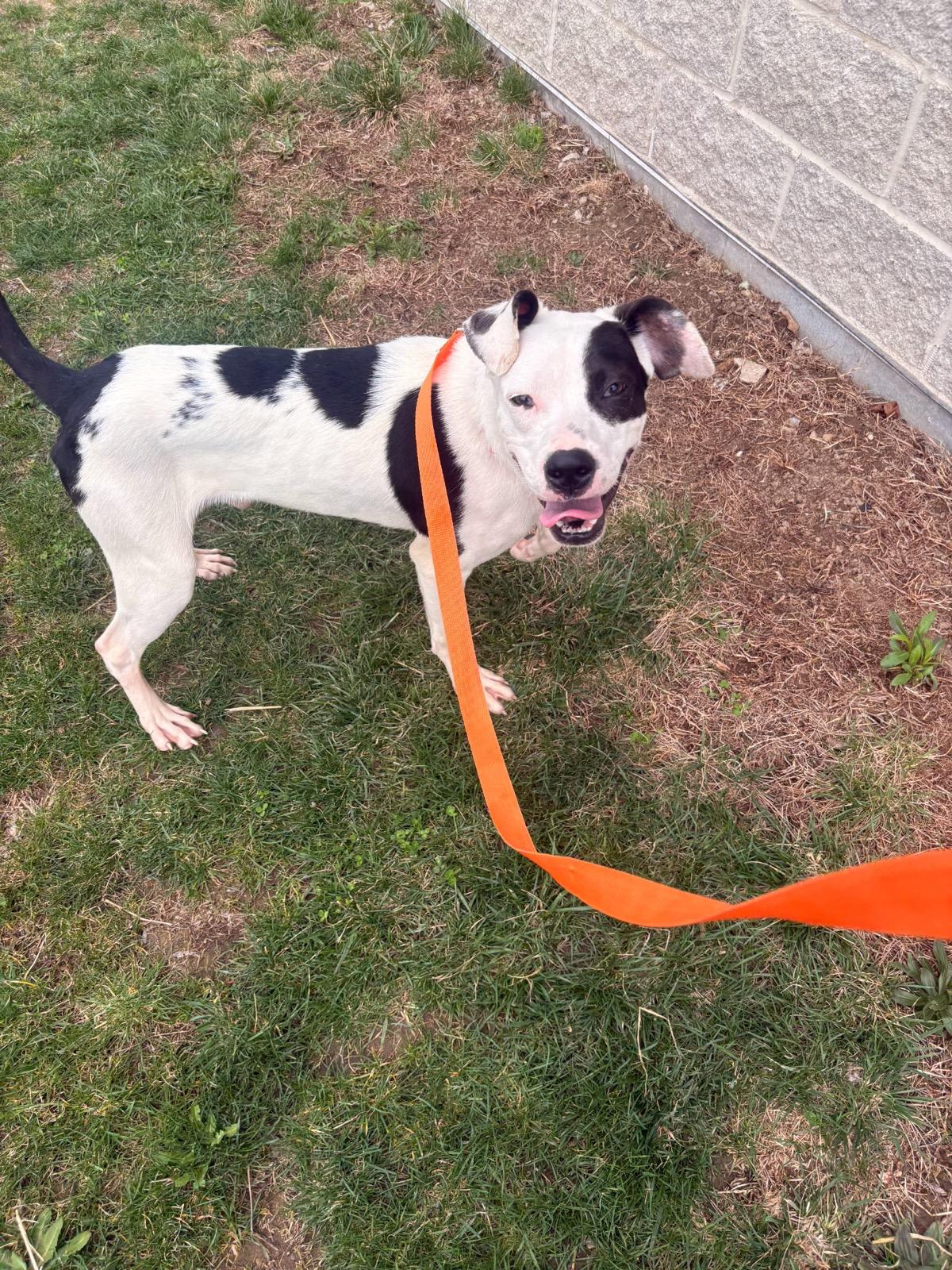 Enlarge Leap, a Adoptable mixed breed in Franklin, IN image 2/4