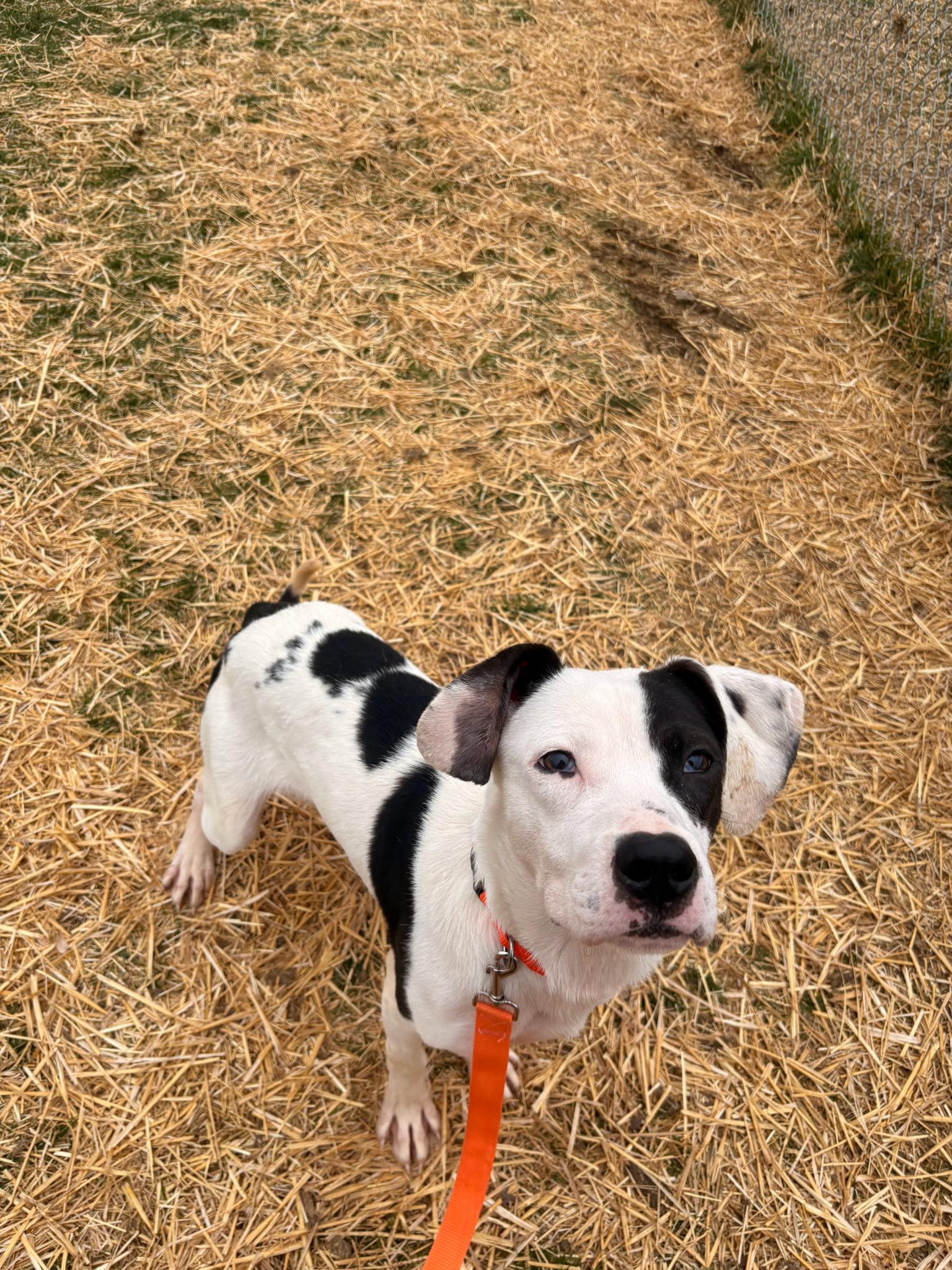 Enlarge Leap, a Adoptable mixed breed in Franklin, IN image 4/4