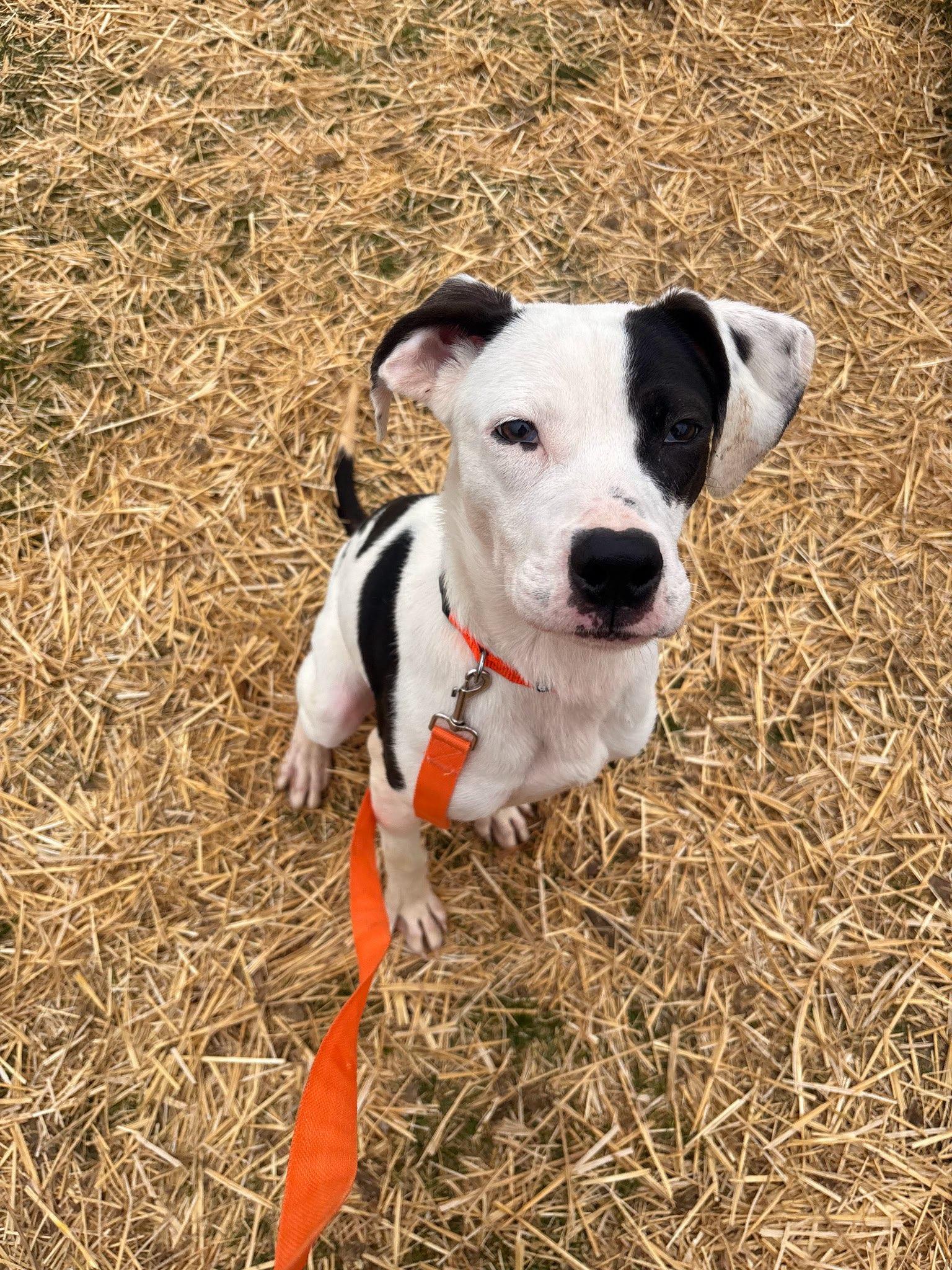 Enlarge Leap, a Adoptable mixed breed in Franklin, IN image 3/4