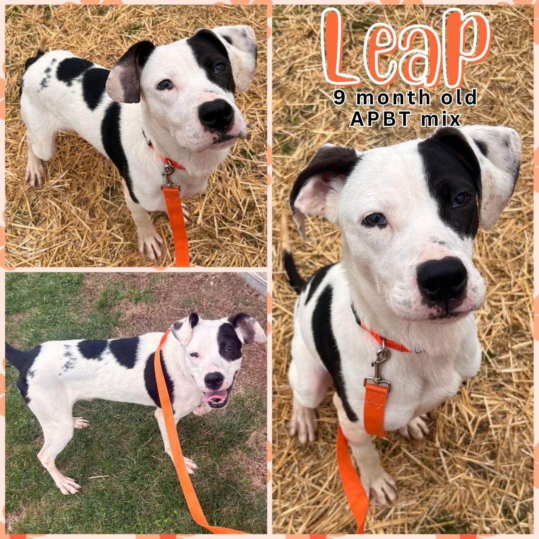 Enlarge Leap, a Adoptable mixed breed in Franklin, IN image 1/4