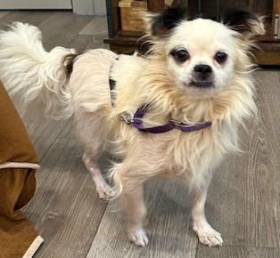 Ozzie, a Adoptable mixed breed in Gardiner, NY image 2/6