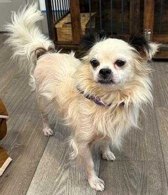 Ozzie, a Adoptable mixed breed in Gardiner, NY image 3/6