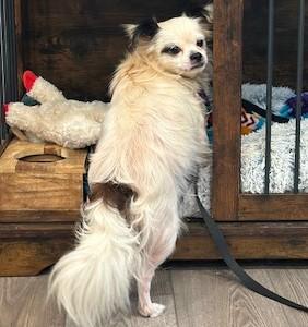 Ozzie, a Adoptable mixed breed in Gardiner, NY image 5/6