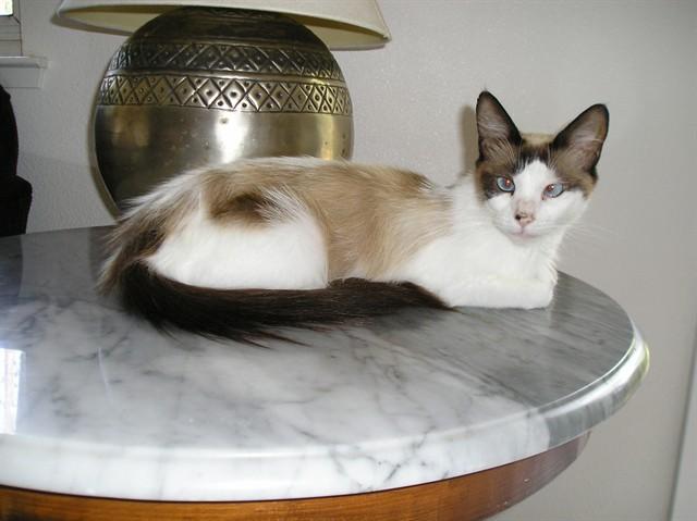 Enlarge CRYSTAL, a Adoptable mixed breed in Sacramento, CA image 1/1