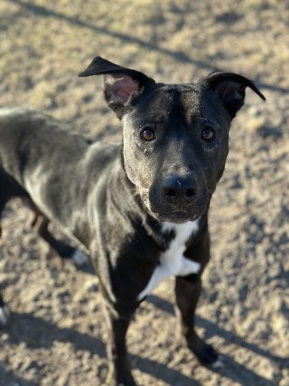 Enlarge Ziggy, a Adoptable mixed breed in Irving, TX image 1/3