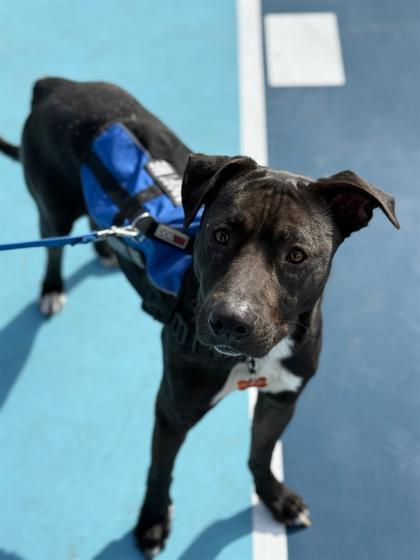 Enlarge Ziggy, a Adoptable mixed breed in Irving, TX image 2/3