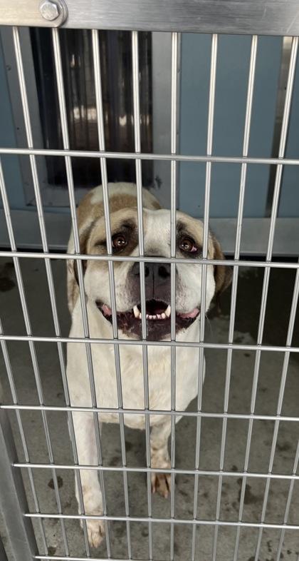 Tawney, Adoptable, Adult Female Great Pyrenees & Pit Bull Terrier.
